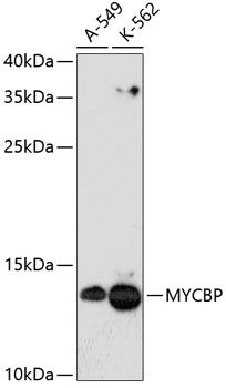 MYCBP antibody
