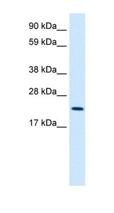 MYCL antibody
