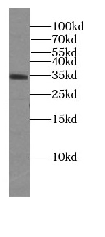 MYCL1 antibody