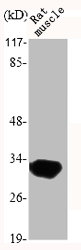 MYD88 Antibody