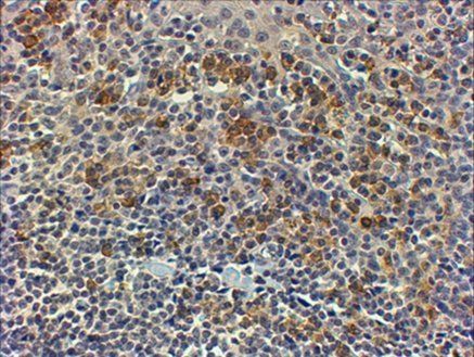 Goat anti-MYD88 Antibody