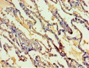 MYEF2 Antibody