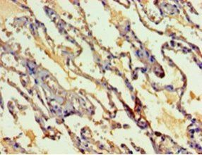 Myelin expression factor 2 antibody