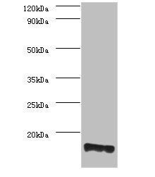 PMP2 Antibody