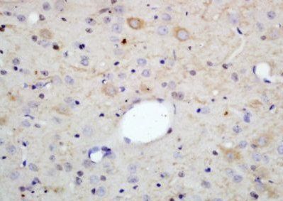 Myelin PLP antibody