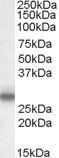 Goat anti-Myelin Protein zero Antibody