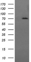 Myeloid leukemia factor 1 (MLF1) antibody