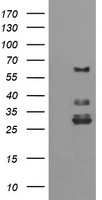 Myeloid leukemia factor 1 Antibody