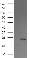 Myeloid leukemia factor 1 (MLF1) antibody