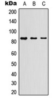 Myeloperoxidase 84k antibody
