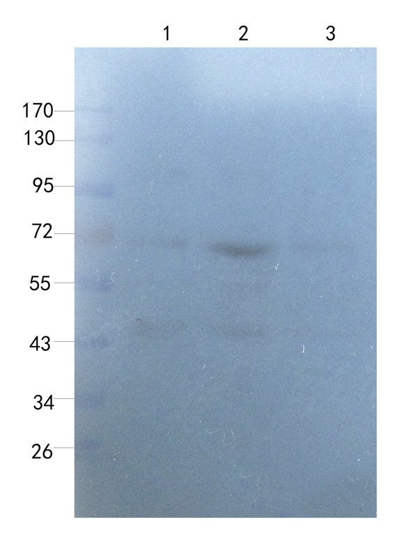 Myeloperoxidase Rabbit Polyclonal Antibody