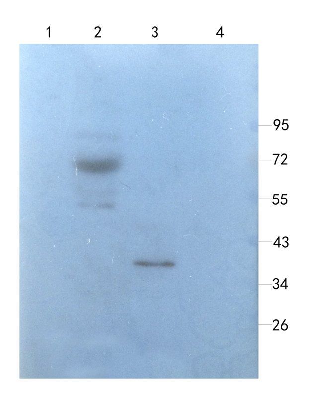Myeloperoxidase Rabbit Polyclonal Antibody