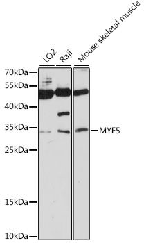 MYF5 antibody