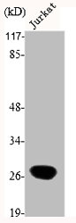 MYF5 Antibody