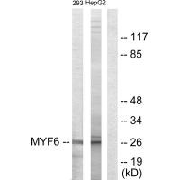 MYF6 antibody
