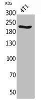 MYH1/MYH2/MYH3/MYH4/MYH6/MYH7/MYH8 Antibody