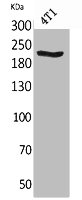 MYH1 antibody