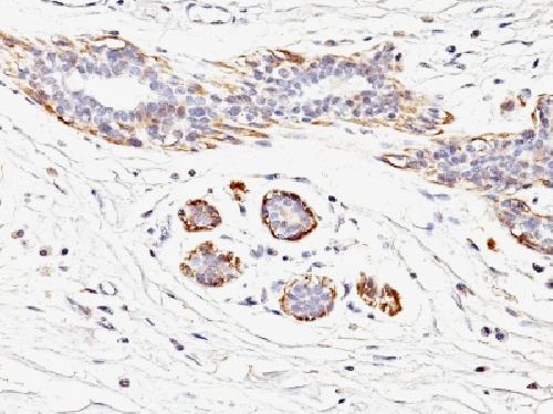 Smooth Muscle Myosin Heavy Chain (SM-MHC) Antibody