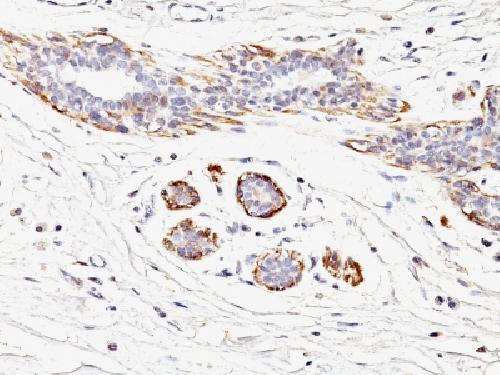 MYH11 antibody