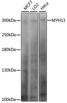 MYH13 antibody