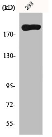 MYH14 Antibody