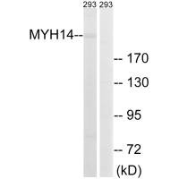 MYH14 antibody