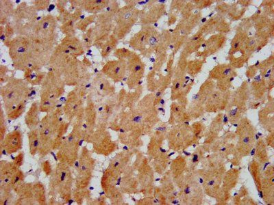 MYH4 Antibody