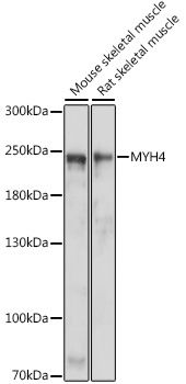 MYH4 antibody