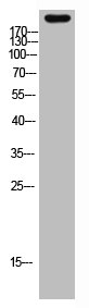 MYH6 antibody