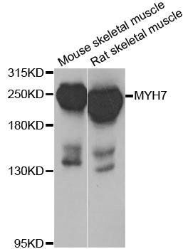 MYH7 antibody
