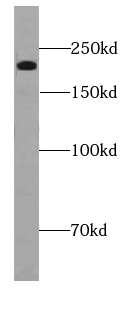 MYH7-specific antibody