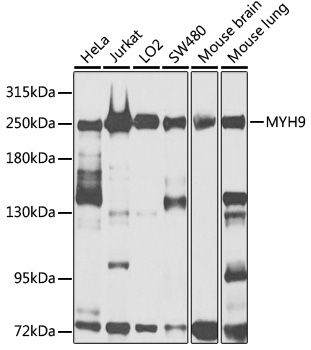 MYH9 antibody