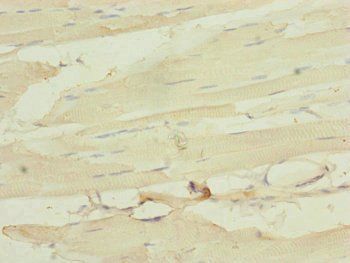 MYL1 Antibody