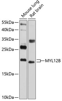 MYL12B antibody