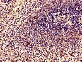 MYL2 Antibody