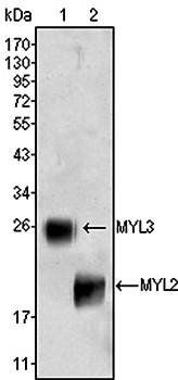MYL3 Antibody