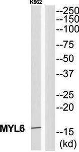 MYL6 Antibody
