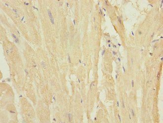 MYL7 Antibody