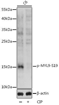 MYL9 (Phospho-S19) antibody