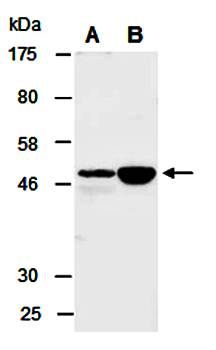 MYLIP (C) Antibody, Rabbit Polyclonal