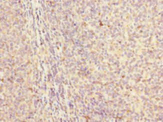 MYLK4 Antibody