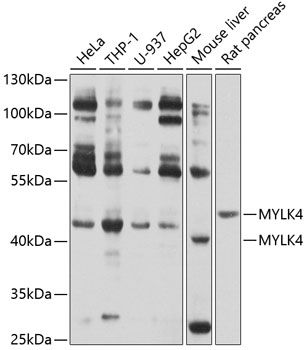MYLK4 antibody