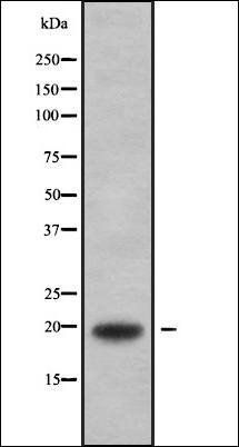 MYLPF antibody