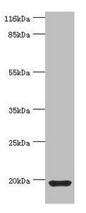 MYLPF antibody