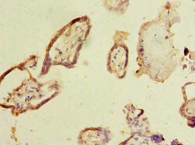 MYNN Antibody
