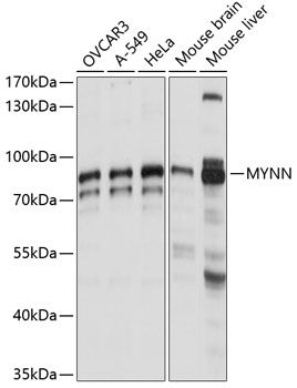 MYNN antibody