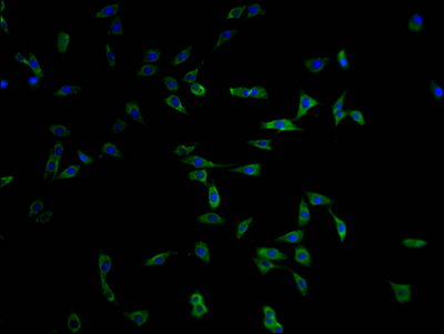 MYO15A antibody