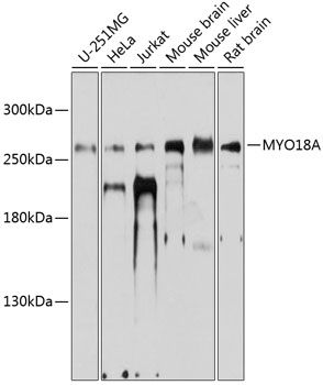 MYO18A antibody