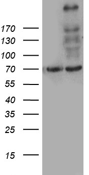 MYO18A antibody