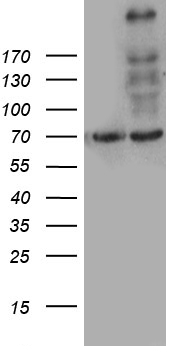 MYO18A Antibody